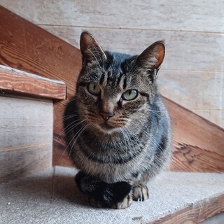 急ぎで、里親募集してます。