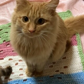 長毛茶トラ女の子