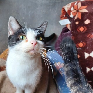 急ぎで、里親募集してます。