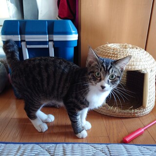 とにかく甘えん坊、キジ白の男の子♂去勢済み