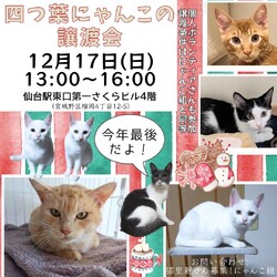 四つ葉にゃんこの譲渡会