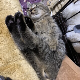 大人しいキジトラ子猫ちゃん