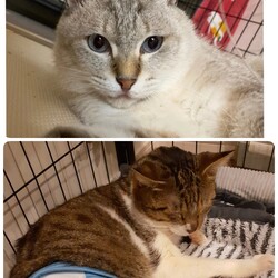 「アレルギーの【つくし君】下半身不随の【ふうま君】」サムネイル1