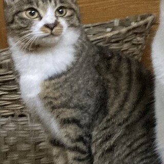 真っ直ぐ歩けません…ちょん太くん