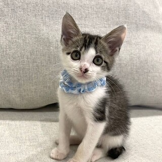 甘えん坊のミルク♂幸せになりたい❤️