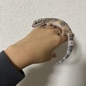 ヒョウモントカゲモドキ