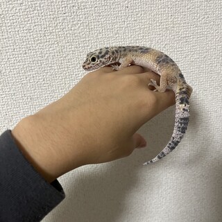 ヒョウモントカゲモドキ