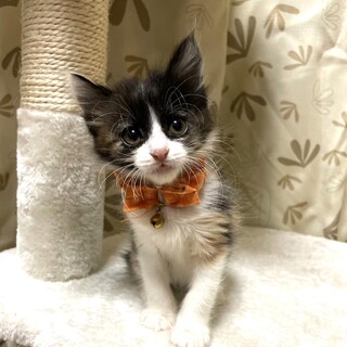 【12/17東銀座】くるみちゃん★2ヵ月♪