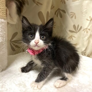 【12/17東銀座】あんずちゃん★2ヵ月♪