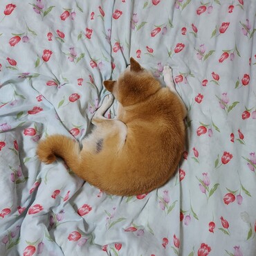 だから～～そういう風に寝られたら(;´∀｀)おかあさんはどう寝ればいいのぉ(;´∀｀)