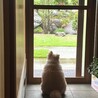 雨が降ってるので、お散歩行けないよ。