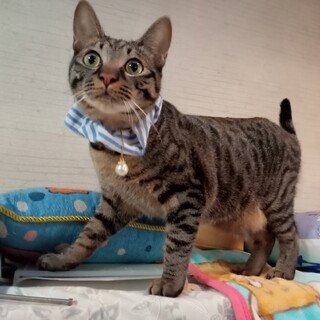 ぽっちゃりマシュマロボディ！超甘えん坊！去勢済