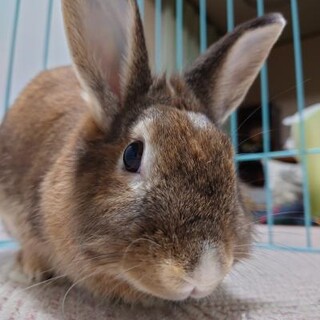 師走っこ２世はなしろちゃん