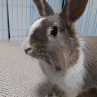 師走っこ２世はちわれちゃん