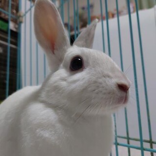 保護うさぎ(滋賀っこ２世) ほのじくん