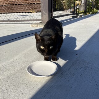 かわいい黒猫９歳の女の子★人馴れ◎