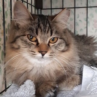 長毛キジトラ柄の藁藁ちゃん♪