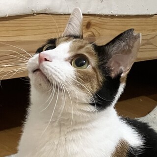 【キャリアですが元気】活発なミーナちゃん3歳