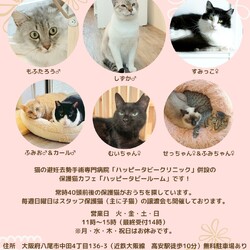 動物病院の猫のおみあい会