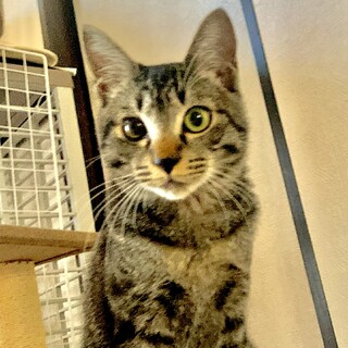 おひざ乗り大好き！添い寝大好き！甘えん坊リオ君