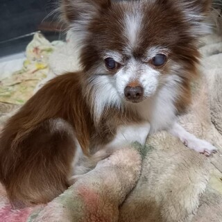 チワワ。老犬のちょこちゃん。