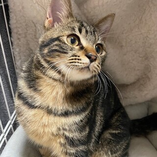 おめめがくりくりキュルルン♡マロンくん