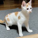 パトロールは僕にお任せ♡ほしくん