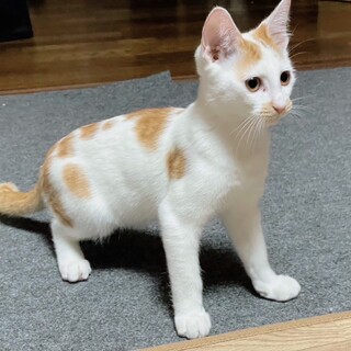 パトロールは僕にお任せ♡ほしくん