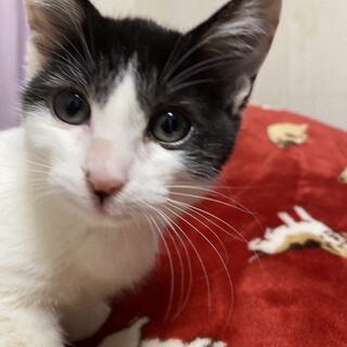 1/21千葉ෆ⃛元気な女の子ෆ⃛らんちゃん