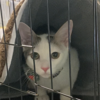 《里親サマ決まりました！》人馴れバッチリ･:*