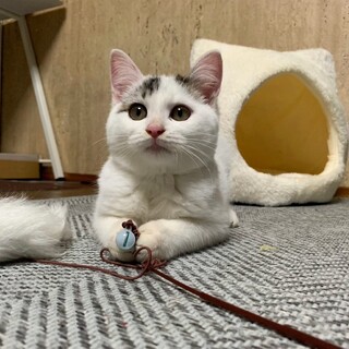 なでなでするとすりすり～♡豆大福くん