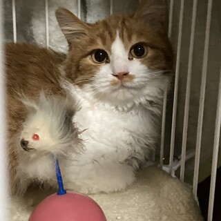 おっとり茶白ちゃん
