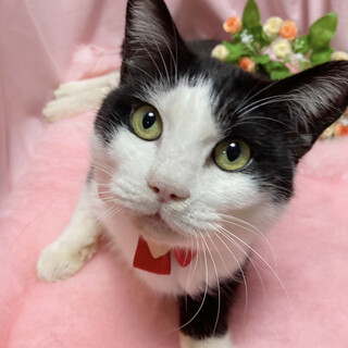 ハンデあり！人間大好き甘えん坊『ミッキー』