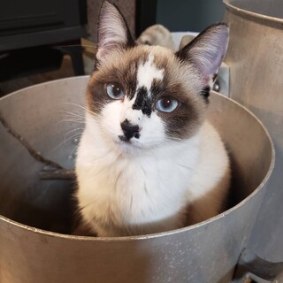 【無償譲渡】ブルーアイ、シャムMIX