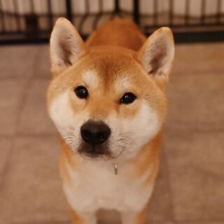 賢くて心優しい柴犬の男の子♡