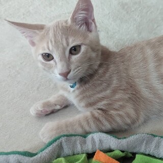 シュッとしたイケメン★パンくん