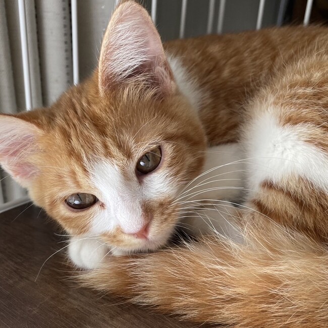 シャマのママのカバー写真