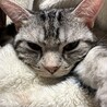 しなのき