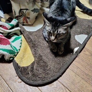 キジトラ♀保護しました。里親さん募集