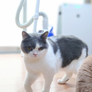 ブリティッシュ女の子里親募集です