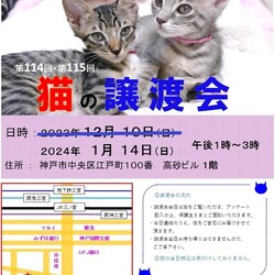 子猫の譲渡会in神戸三宮 ¨ 猫のミーナ ¨
