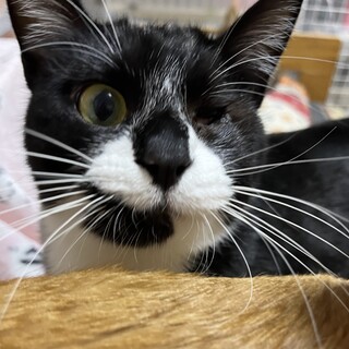 人見知りなところがたまらんあまえんぼハナクロちゃん