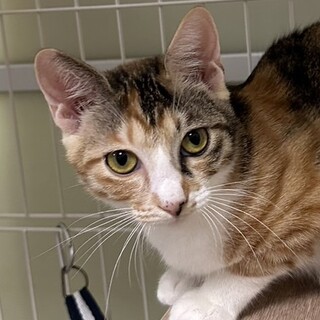 12/17赤羽譲渡会♡み～ちゃん三毛猫美人♡