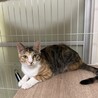12/17赤羽譲渡会♡み～ちゃん三毛猫美人♡ サムネイル2