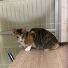 12/17赤羽譲渡会♡み～ちゃん三毛猫美人♡ サムネイル3