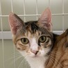 12/17赤羽譲渡会♡み～ちゃん三毛猫美人♡ サムネイル4