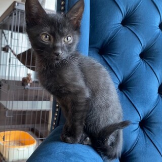 ゴロゴロ大音量★チーニ君★甘えん坊