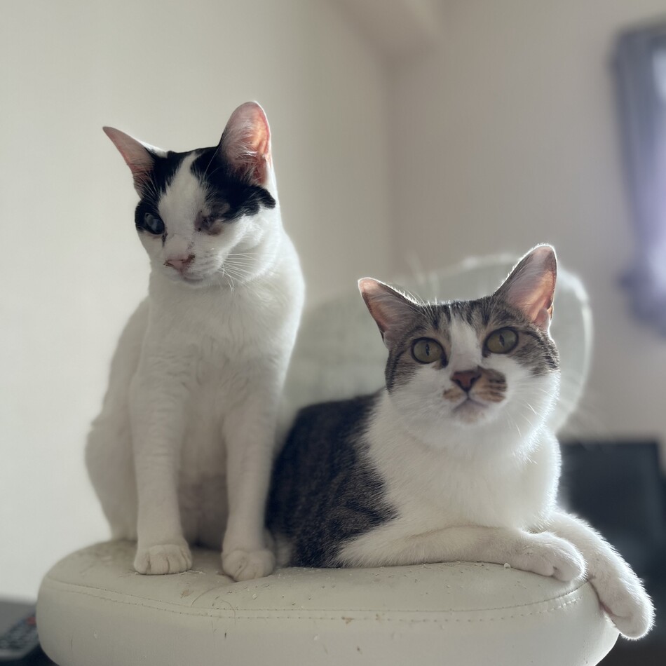 ルナのカバー写真