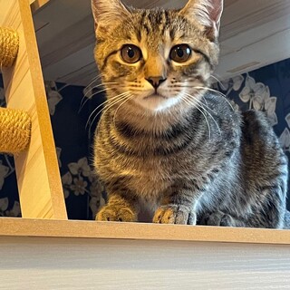 12/17譲渡会 きじの男の子　5か月のみつき