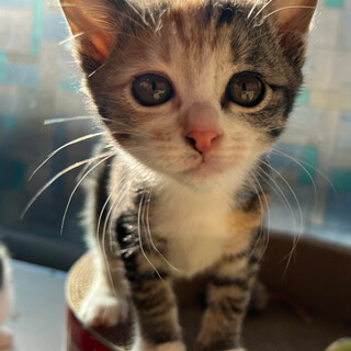 めっちゃプリティ！縞三毛ちゃん